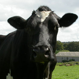 bovine65