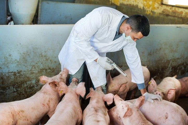 porci