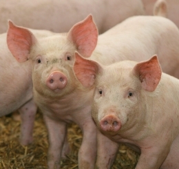 porci vii
