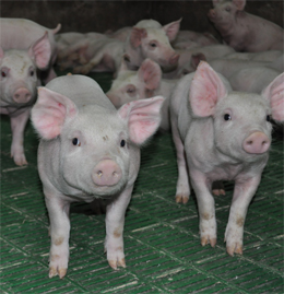 porcine