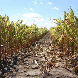 agricb