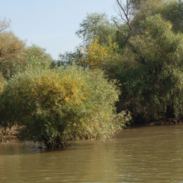 deltab