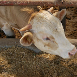 vaca b