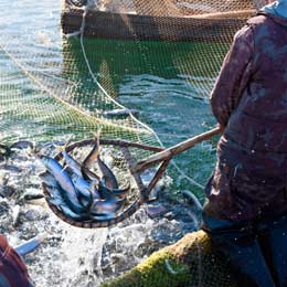 acvacultura aviz pozitiv2