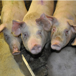 antibiotice animale oms