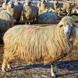 campania alege oaia iasi