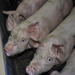 efective porcine5