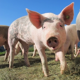 porci1