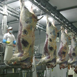 sacrificare bovine5