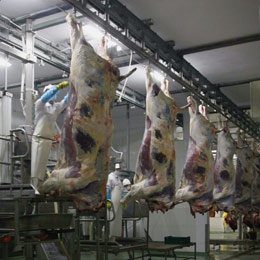 sacrificare bovine stat INS