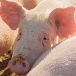 porc 0