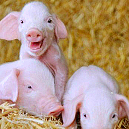 porci