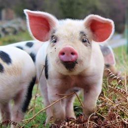 09pig