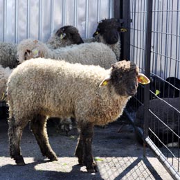 lamb2