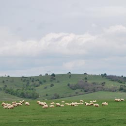 pasuneoi