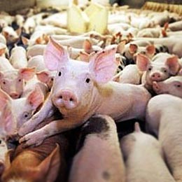 pig34