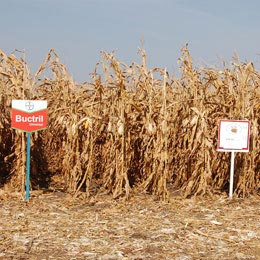 agrostar