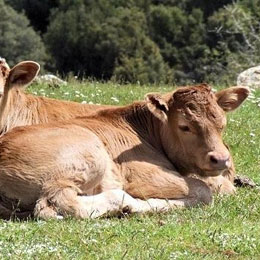animale
