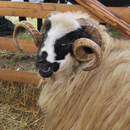 berbecuti