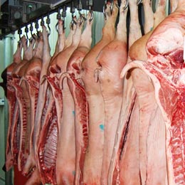 carcase porci