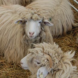 ovine