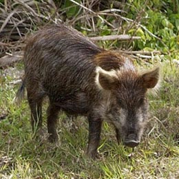 porc mistret0