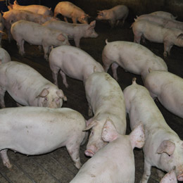 porci multi