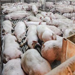porci rozalii