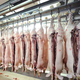 porci sacrificati