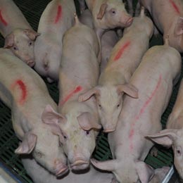 porcine