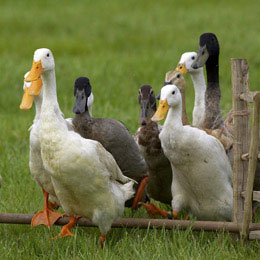 rata