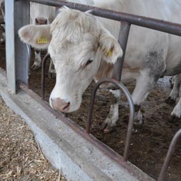 vaca alba