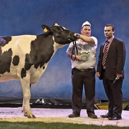 vaca premiu