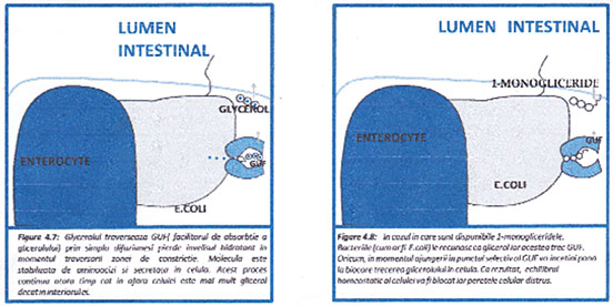 lumen intestinal