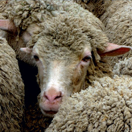 abator ovine