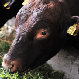 animale p