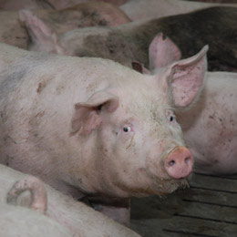 apia porcine