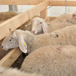 arabi- ovine