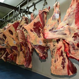 bovine s