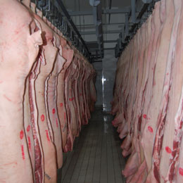 carcase porc