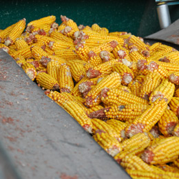 cereale export