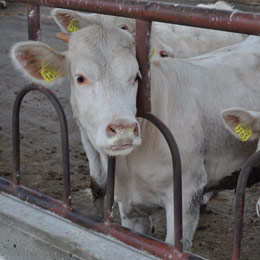 crescatori animale