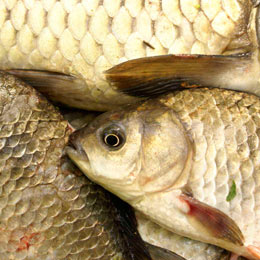 criteriu peste