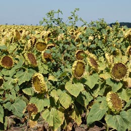 culturi agricole