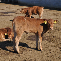 dermatoza nodulara b