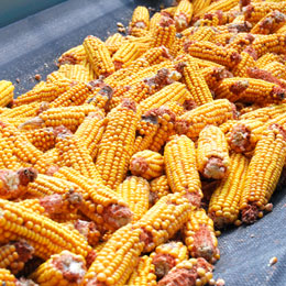 dezbatere agricultura