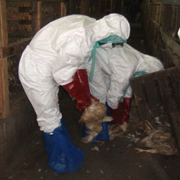 epidemie gripa
