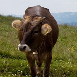 ferm maram