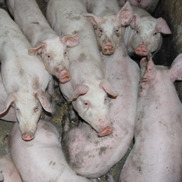 ind porcine