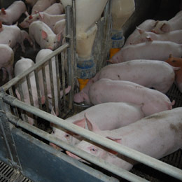 masuri pesta